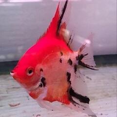 レッドデビルエンゼル　幼魚　３匹　熱帯魚　メダカ　金魚　の画像