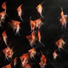 レッドデビルエンゼル　幼魚　３匹　熱帯魚　メダカ　金魚　の画像
