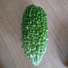 ゴーヤの画像