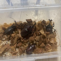 カブトムシ♂ 天然採集 WD 空知産の画像