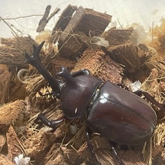 カブトムシ♂ 天然採集 WD 空知産の画像