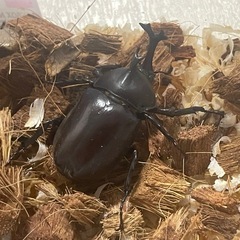 カブトムシ♂ 天然採集 WD 空知産の画像