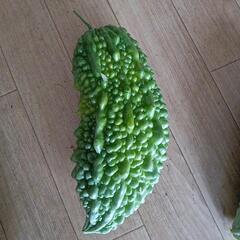 ゴーヤの画像