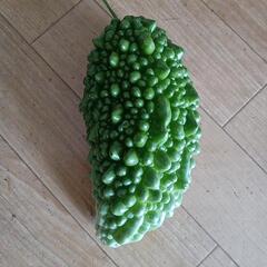 ゴーヤの画像