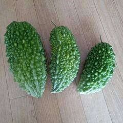 ゴーヤの画像
