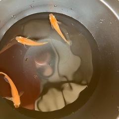 楊貴妃メダカ メダカの画像