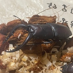 大型ノコギリクワガタ【水牛型】 WD 天然採集 空知産 ♂65mm ♀31mm 29mm 計3匹の画像