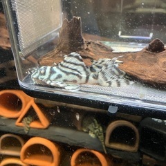 熱帯魚　キンペコの画像