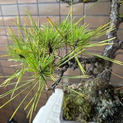 盆栽 譲りますの画像