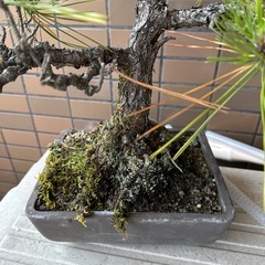 盆栽 譲りますの画像