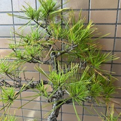 盆栽 譲りますの画像