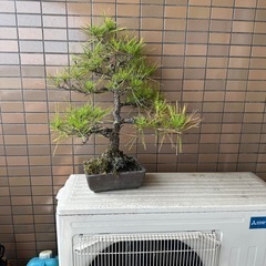 盆栽 譲りますの画像