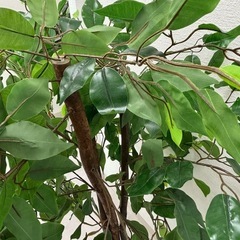 観葉植物　フェイク
の画像