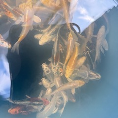 錦鯉　ニシキゴイ　ミックスの画像