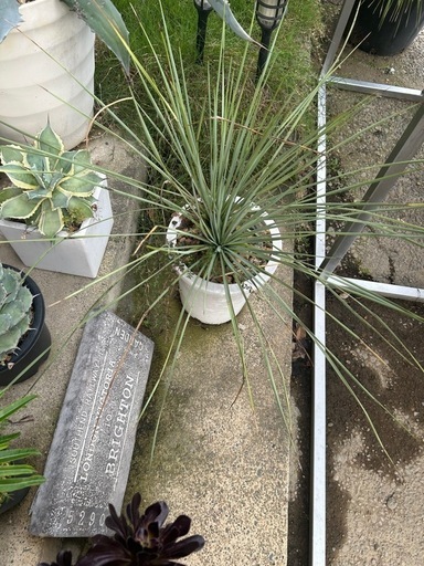 2分頭ユッカ　ロストラータ　鉢底から90cm