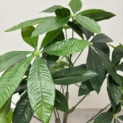 観葉植物　フェイク
の画像