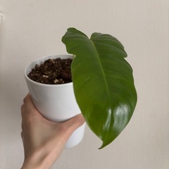 観葉植物　フィロデンドロン　ゴールデンドラゴン