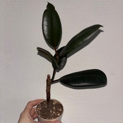 観葉植物　フィカス　　バーガンディ