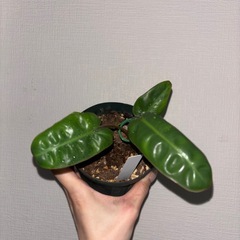観葉植物　ビレッティア　元株