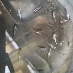 クラウドグレーダイヤ　めだか　若魚6匹の画像