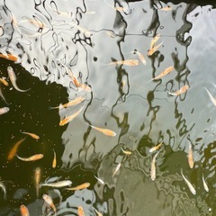 紅白めだか の画像