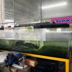 【超特大】180cmガラス水槽 圧巻サイズ！アクアリウム本気仕様の画像