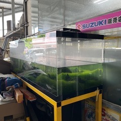 【超特大】180cmガラス水槽 圧巻サイズ！アクアリウム本気仕様の画像