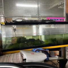 【超特大】180cmガラス水槽 圧巻サイズ！アクアリウム本気仕様の画像