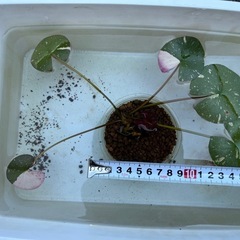 桃色のスイレン　ペインテッドレディの画像