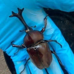 国産カブトムシの画像
