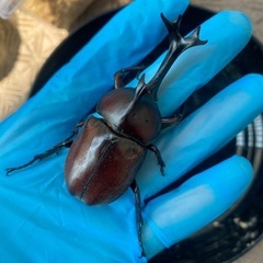 国産カブトムシの画像