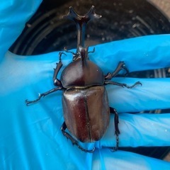 国産カブトムシの画像
