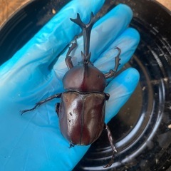 国産カブトムシの画像