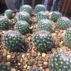 サボテンの画像
