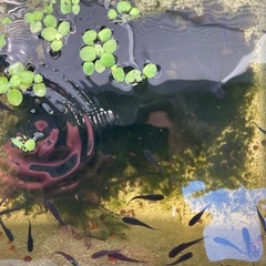 メダカ　オロチの画像