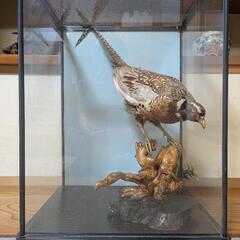置物　キジの剥製の画像