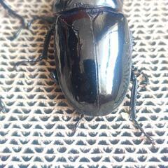 【大型】タランドゥスオオツヤクワガタ　ペア　即ブリの画像