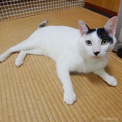 きれいで甘えん坊な白黒プリンス