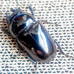 【大型】タランドゥスオオツヤクワガタ　ペア　即ブリの画像