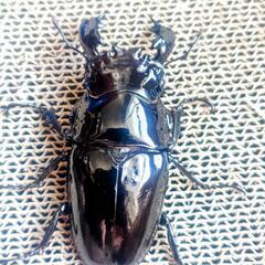 【大型】タランドゥスオオツヤクワガタ　ペア　即ブリの画像