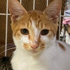 茶白の男の子🐾生後４ヶ月！個別面会できます☺️
