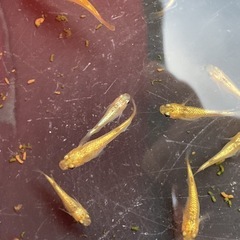 サンシャイン1ペア⑤の画像
