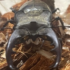 ミヤマクワガタ♂ 63mm 天然採集 WD空知産 の画像