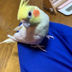 オカメインコを大切にしていただける方募集