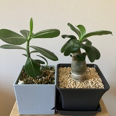 【2点セット】アデニウム　オベスム　鉢ごと　塊根植物　　観葉植物の画像