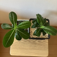 【2点セット】アデニウム　オベスム　鉢ごと　塊根植物　　観葉植物の画像