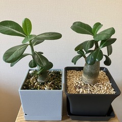 【2点セット】アデニウム　オベスム　鉢ごと　塊根植物　　観葉植物の画像