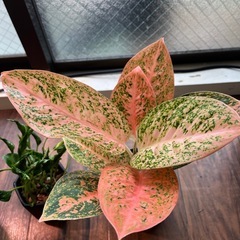希少　アグラオネマ　スターダストオレンジ　ポトステルノラブソング　観葉植物の画像