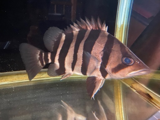 ダトニオプラスワン　綺麗なバンド