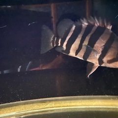 ダトニオプラスワン　綺麗なバンドの画像